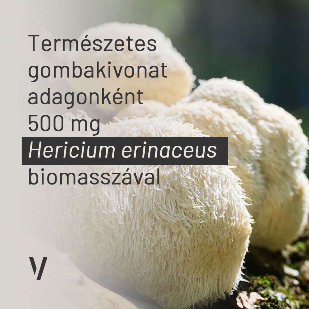 Süngomba formula, Swanson New Lion's Mane Mushroom Full Spectrum, 60 kapszula Süngomba formula, Swanson New Lion's Mane Mushroom Full Spectrum, 60 kapszula